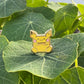 #0172 Pichu